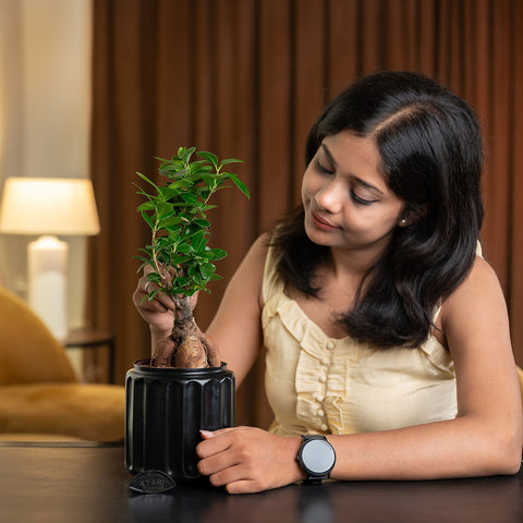Lucky Bonsai Plant with Medium Metal Self Watering Pot