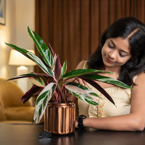 Calathea Triostar Plant with Medium Metal Self Watering Pot