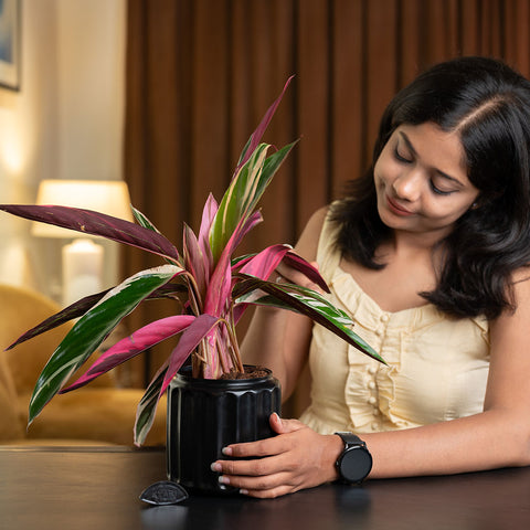 Calathea Triostar Plant with Medium Metal Self Watering Pot