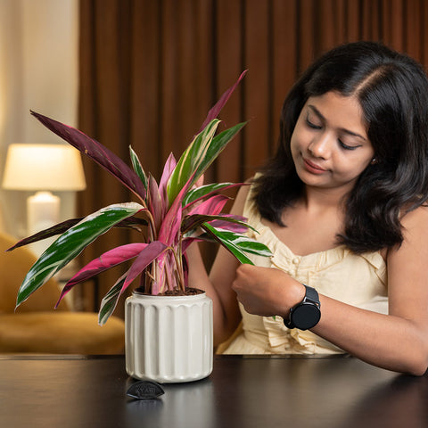 Calathea Triostar Plant with Medium Metal Self Watering Pot