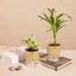 Set of 2 - Areca Palm & Peperomia Variegated Plant