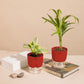 Set of 2 - Areca Palm & Peperomia Variegated Plant