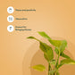 Set of 2 - Aralia Green & Money variegated Plant
