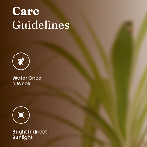 Spider Plant with Medium Metal Self Watering Pot