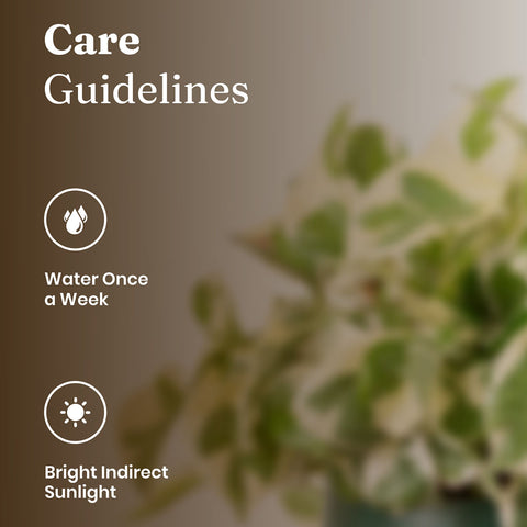 Money N'Joy Plant with Medium Metal Self Watering Pot