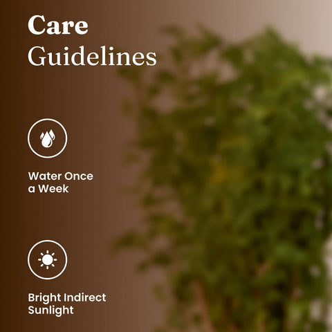 Aralia Green Plant with Medium Metal Self Watering Pot