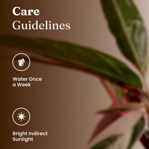 Calathea Triostar Plant with Medium Metal Self Watering Pot