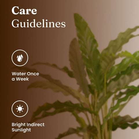 Calathea Rufibarba Plant with Medium Metal Self Watering Pot