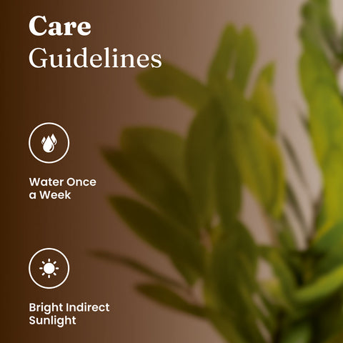 Zamia Green - ZZ Plant with Medium Metal Self Watering Pot