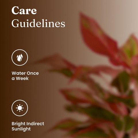 Aglaonema Lipstick Plant with Medium Metal Self Watering Pot