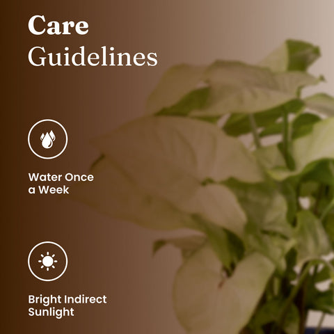 Syngonium Pixie White Plant with Medium Metal Self Watering Pot