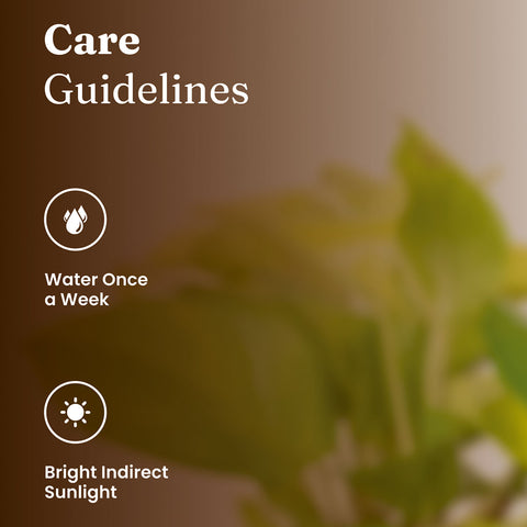 Golden Money Plant with Medium Metal Self Watering Pot