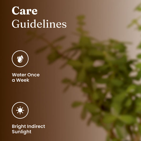 Lucky Jade Plant with Medium Metal Self Watering Pot