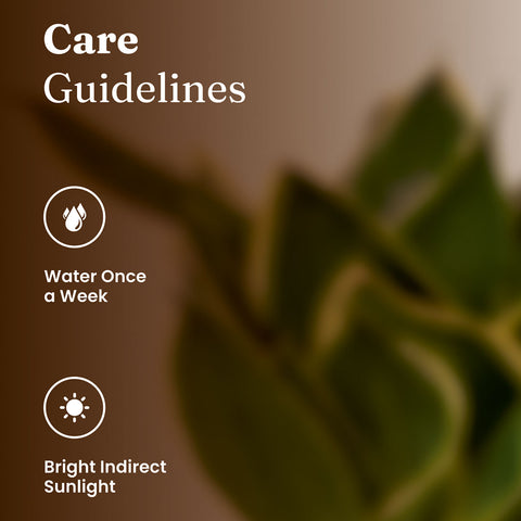 Golden Hahnii Snake Plant with Medium Metal Self Watering Pot