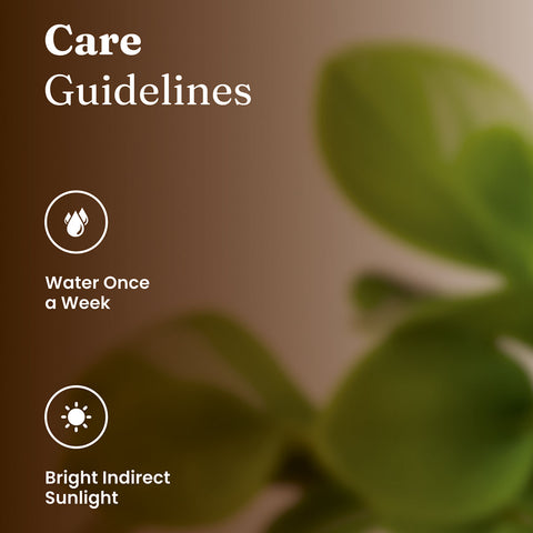 Peperomia Green Plant with Medium Metal Self Watering Pot