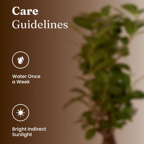 Lucky Bonsai Plant with Medium Metal Self Watering Pot