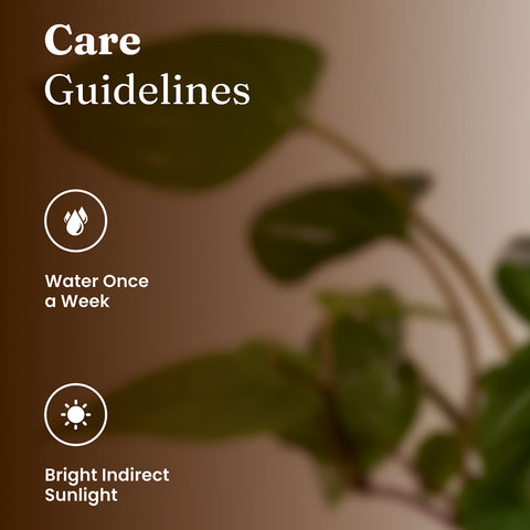 Betel Leaf Plant with Medium Metal Self Watering Pot