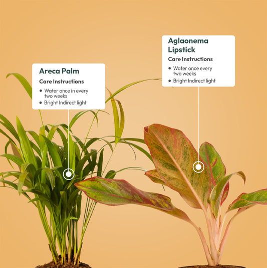 Set of 2 - Areca Palm & Aglaonema Lipstick Plant