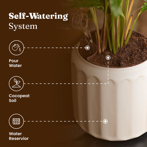 Spider Plant with Medium Metal Self Watering Pot