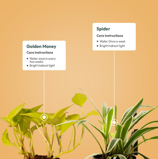Set of 2 - Golden Money & Spider Plant