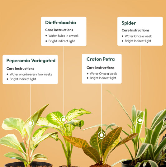 Set of 4 - Spider & Croton Petra & Peperomia Variegated & Dieffenbachia Plant
