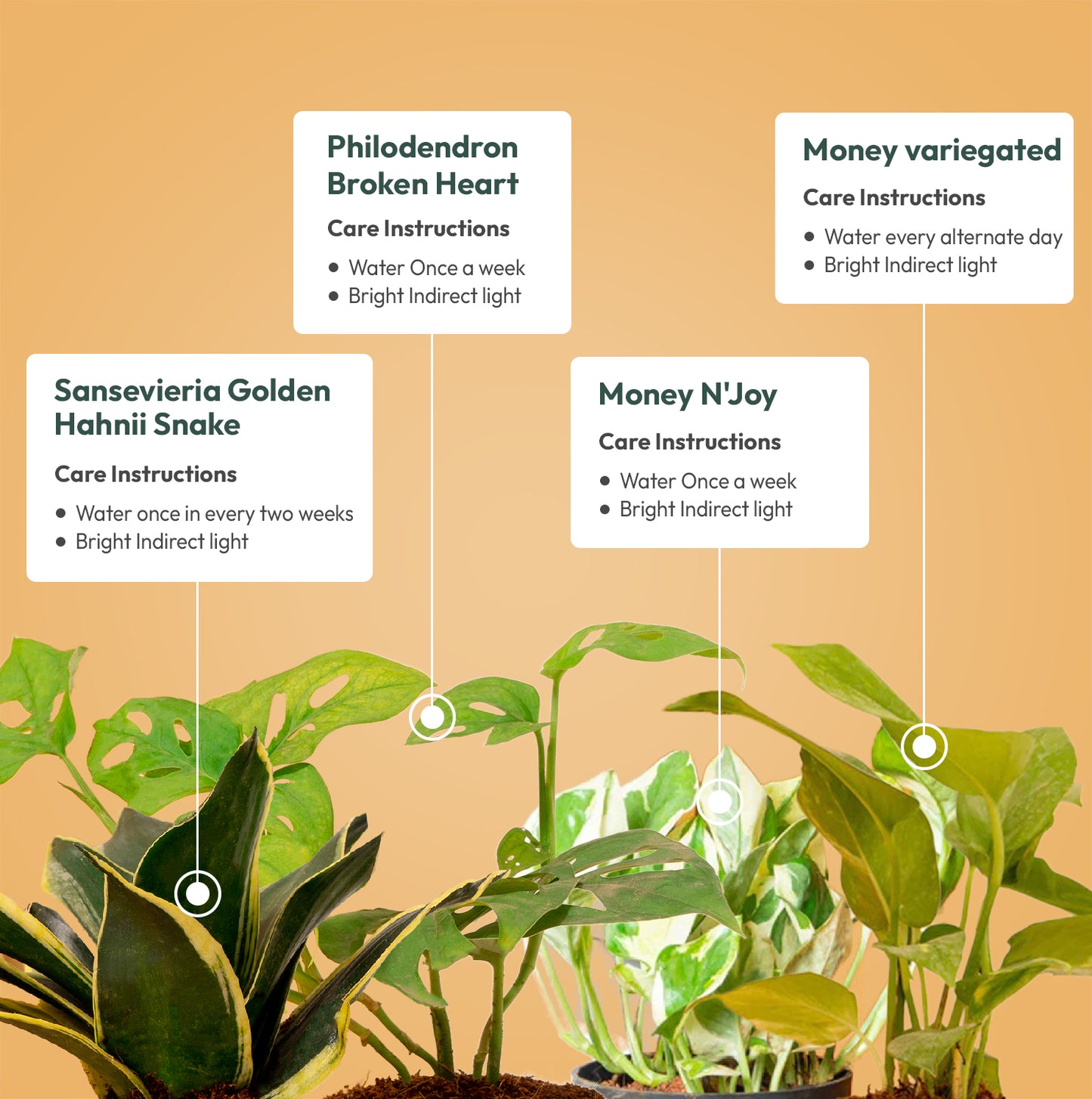 Set of 4 Live Indoor Plant Combo of Money variegated and Sansevieria Golden Hahnii Snake and Philodendron Broken Heart and Money N'Joy with Self Watering Pot