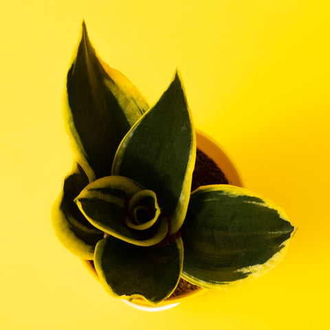 Golden Hahnii Snake Plant