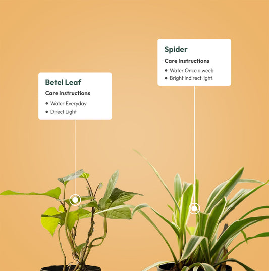 Set of 2 - Betel Leaf & Spider Plant