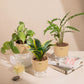Set of 3 - Calathea Rufibarba & Golden Hahnii Snake & Money variegated Plant