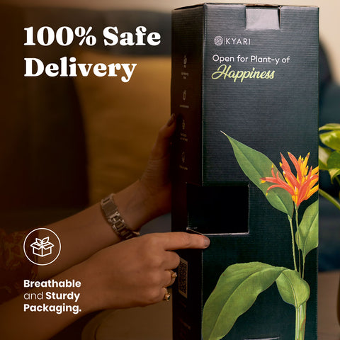 Money Variegated Plant with Medium Metal Self Watering Pot