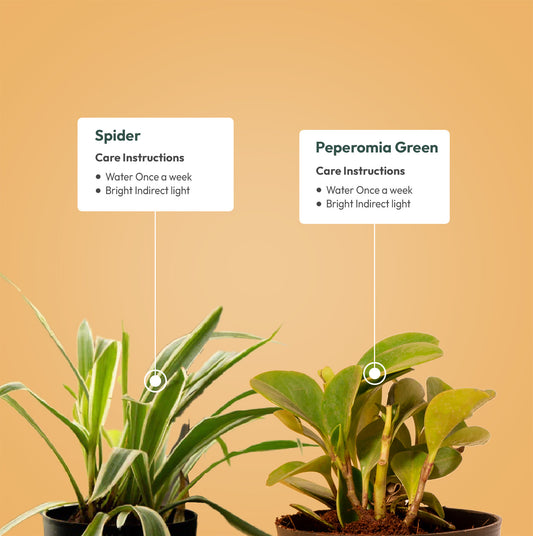Set of 2 - Peperomia Green & Spider Plant