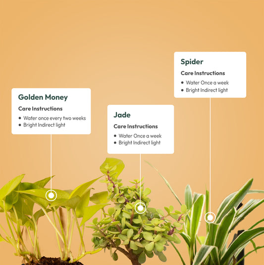 Set of 3 - Lucky Jade & Spider & Golden Money Plant