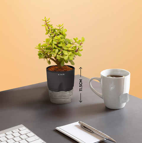 Set of 2 - Lucky Jade & Money N'Joy Plant