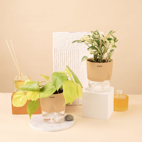 Set of 2 - Golden Money & Money N'Joy Plant