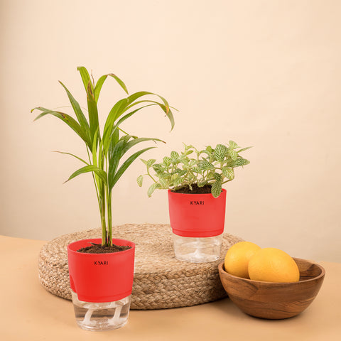 Set of 2 - Fittonia Green & Areca Palm Plant