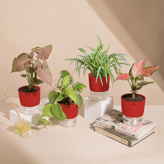 Set of 4 - Syngonium Pink & Aglaonema Pink Valentine & Money variegated & Spider Plant