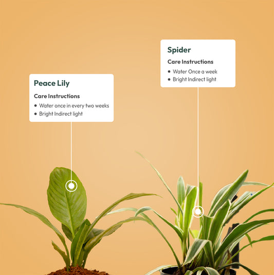 Set of 2 - Peace Lily & Spider Plant