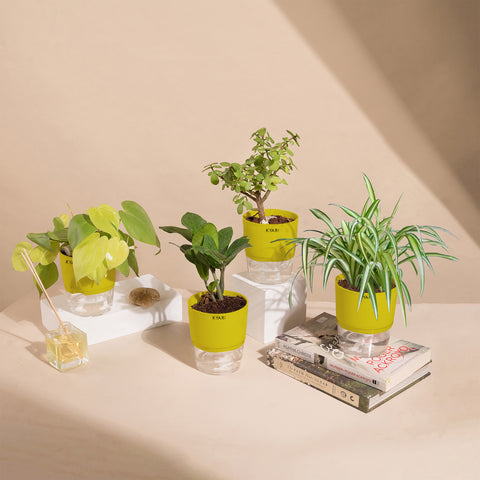 Set of 4 - ZZ - Zamia Green & Golden Money & Lucky Jade & Spider Plant