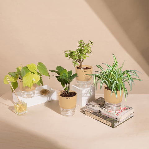 Set of 4 - ZZ - Zamia Green & Golden Money & Lucky Jade & Spider Plant