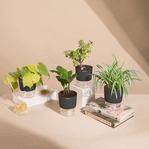 Set of 4 - ZZ - Zamia Green & Golden Money & Lucky Jade & Spider Plant