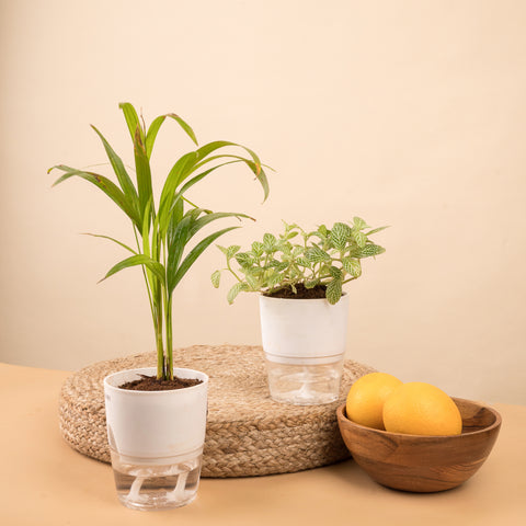 Set of 2 - Fittonia Green & Areca Palm Plant