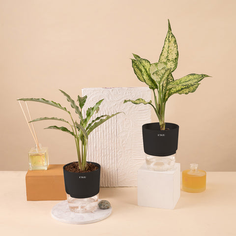 Set of 2 - Calathea Rufibarba & Dieffenbachia Plant