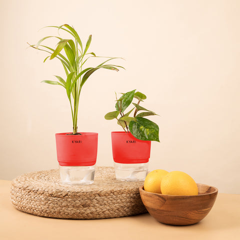 Set of 2 - Areca Palm & Betel Leaf Plant