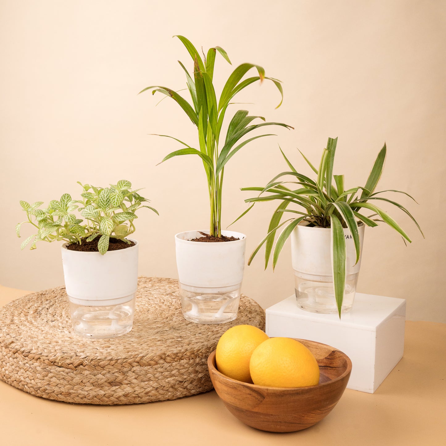 Set of 3 Live Indoor Plant Combo of Areca Palm and Spider and Fittonia Green with Self Watering Pot