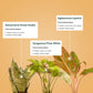 Set of 3 - Green Snake & Syngonium Pixie White & Aglaonema Lipstick Plant
