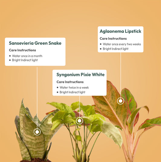 Set of 3 - Green Snake & Syngonium Pixie White & Aglaonema Lipstick Plant