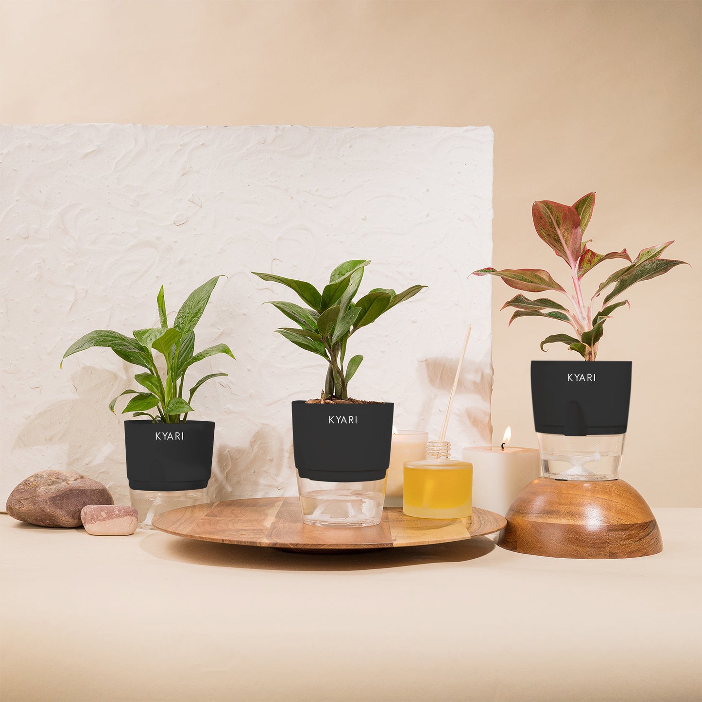 Set of 3 - Peace Lily & Aglaonema Lipstick & ZZ - Zamia Green Plant