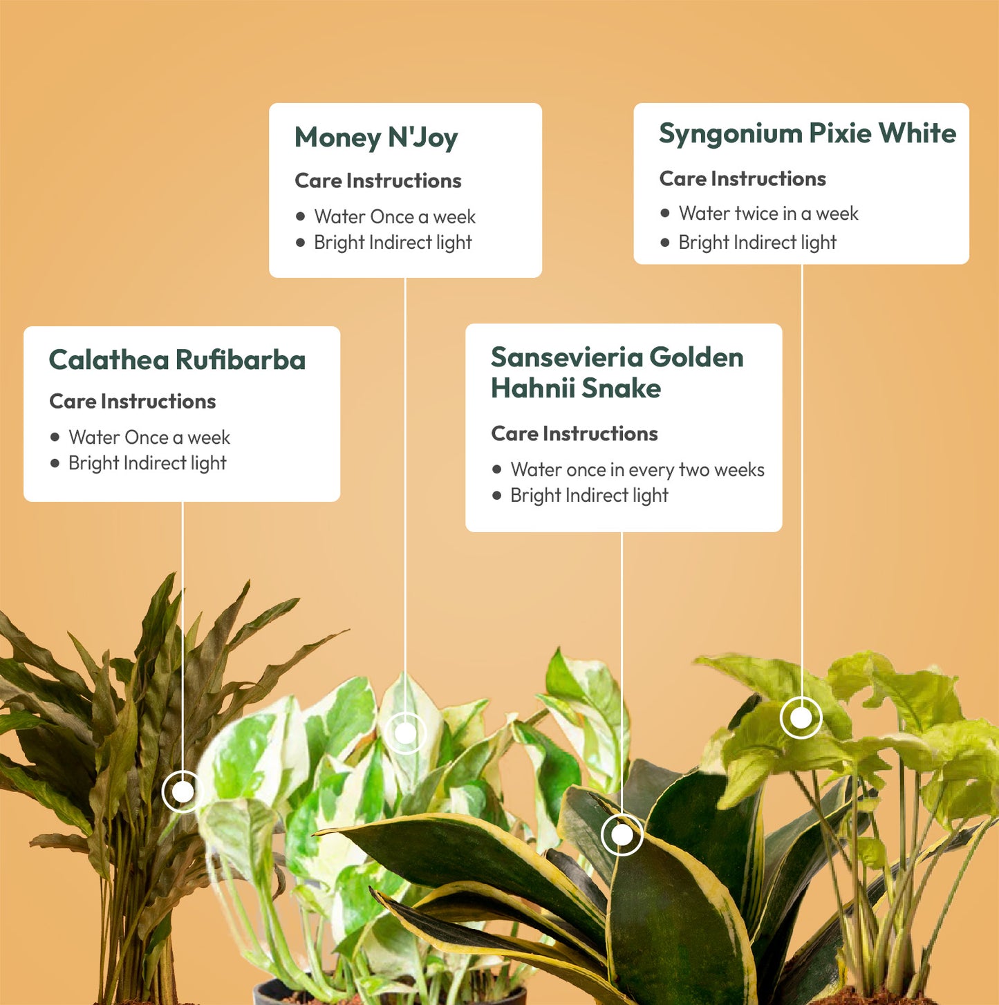 Set of 4 Live Indoor Plant Combo of Calathea Rufibarba and Sansevieria Golden Hahnii Snake and Money N'Joy and Syngonium Pixie White with Self Watering Pot
