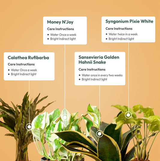 Set of 4 - Calathea Rufibarba & Golden Hahnii Snake & Money N'Joy & Syngonium Pixie White Plant