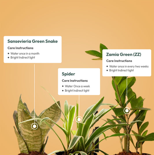 Set of 3 - Spider & Green Snake & ZZ - Zamia Green Plant